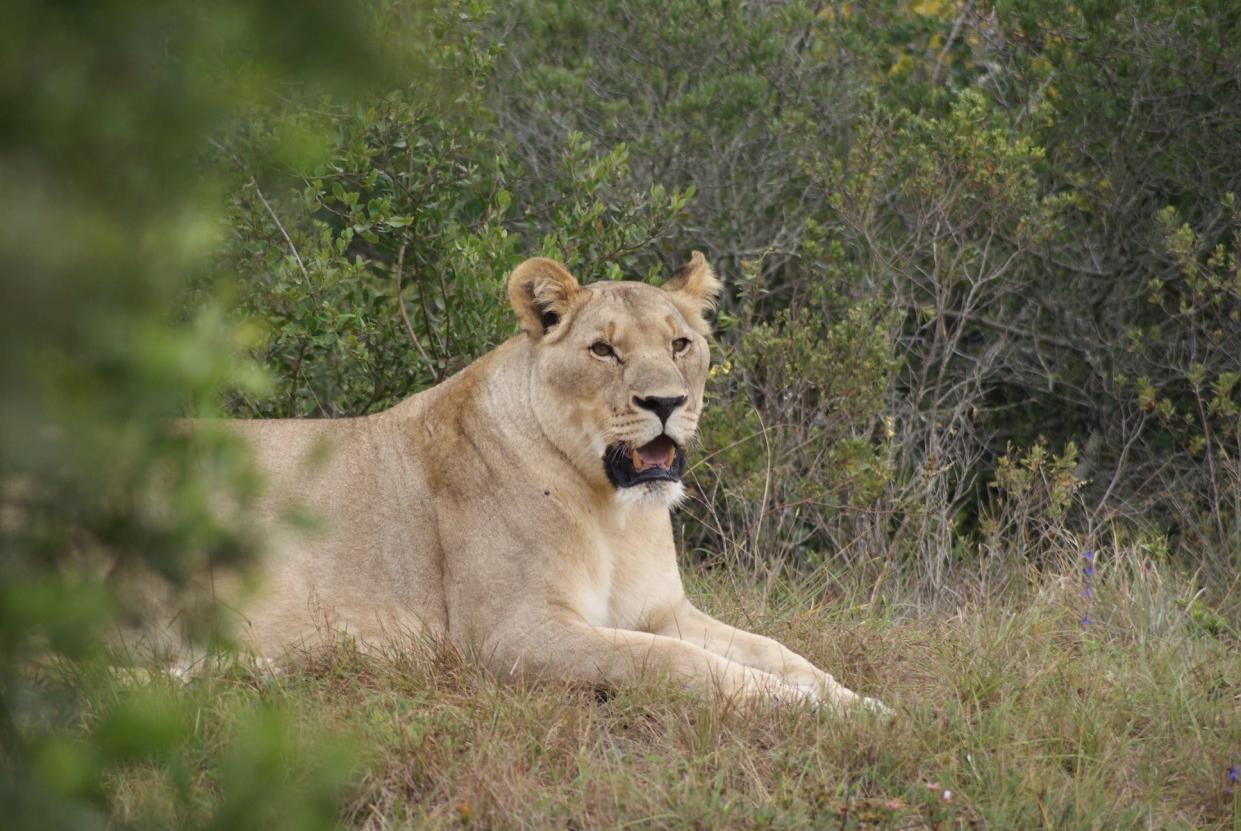 A lion at Sibuya, where three poachers were killed earlier this week