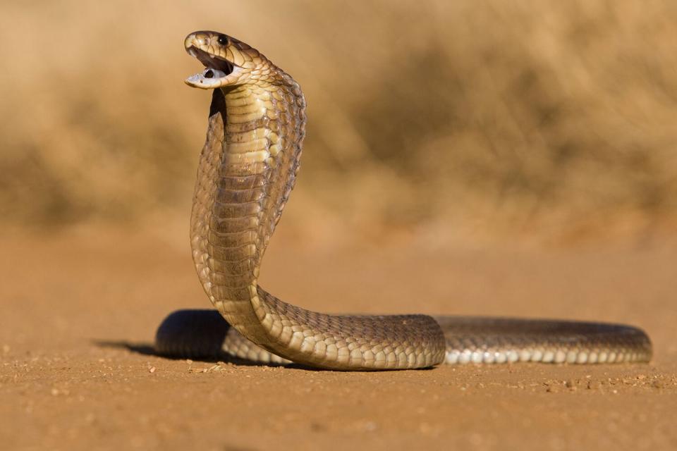 cobra snake file pic