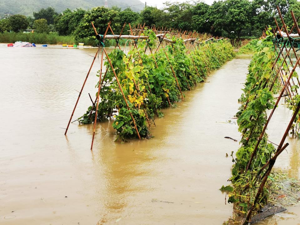 黑雨下了數小時後，上水塱原的有記農場淪為水塘，損失慘重。   （facebook 圖片）