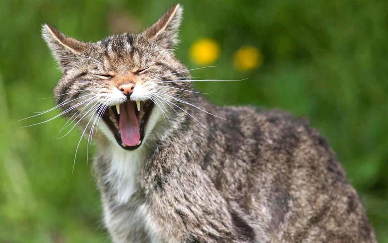 Scottish wildcats bred in captivity are to be released into the wild for the first time - PA