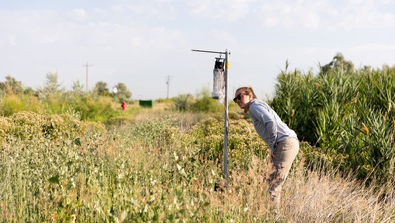 Angelena Todaro, a research intern with the Salt Lake Mosquito Abatement District, examines a mosquito trap in Salt Lake City on Tuesday, July 18, 2023.