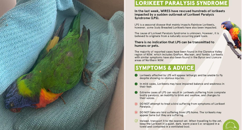 Left: Sick rainbow lorikeet inside box with blue blanket. Right: Information about Lorikeet paralysis syndrome (LPS) 