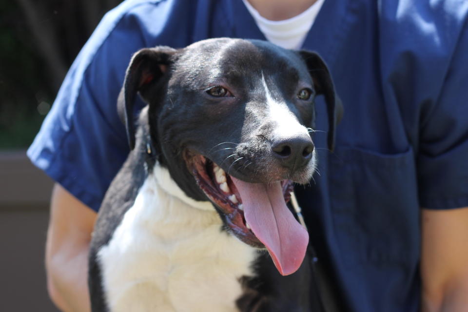 Katsu is a fun, energetic guy who will make you laugh. He is the life of the party and gets along great with other dogs who share his rough and tumble play style.   An active pup, Katsu would make a great addition to any lively household where he can burn off all his energy everyday.   If you are interested in adopting Katsu, please call 773-935-PAWS, visit <a href="www.pawschicago.org" target="_blank">www.pawschicago.org</a> or stop by the PAWS Chicago Lincoln Park Adoption Center located at 1997 N. Clybourn Avenue. Here's <a href="http://www.pawschicago.org/pet-available-for-adoption/showdog/katsu/" target="_blank">Katsu's adoption listing</a>. 