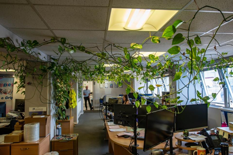 The plant hangs from computer monitors and even has its own sponsorship deal (SWNS)