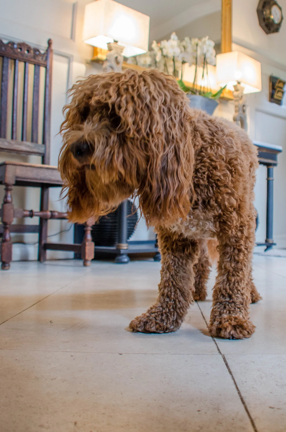 This is Stanley, the resident Cockerpoo (Airbnb)