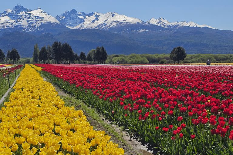 Tulipanes Patagonia, la increíble plantación de tres hectáreas en Trevelin