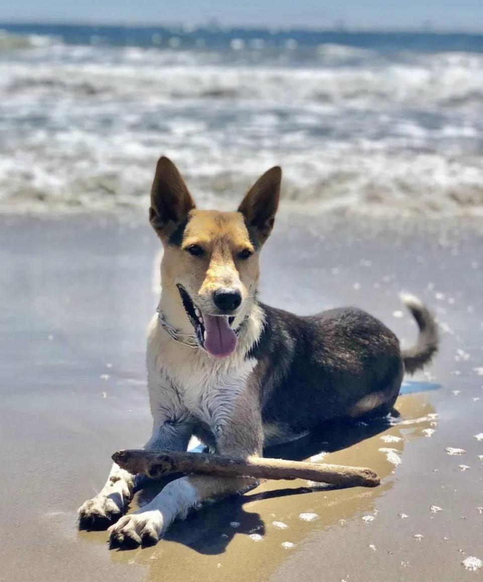 After a harrowing week in the Sierra wilderness, Jackson may be just a beach dog now.