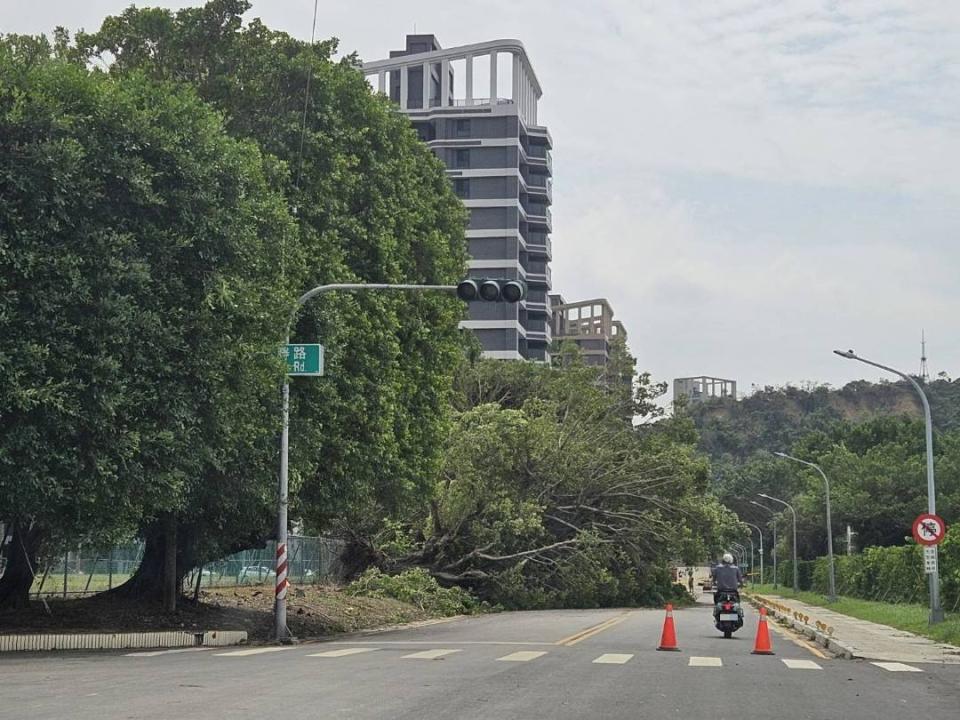 山陀兒肆虐高雄，路樹倒塌災情就有2577件，巨大路樹占據車道，交通受阻。施書瑜攝