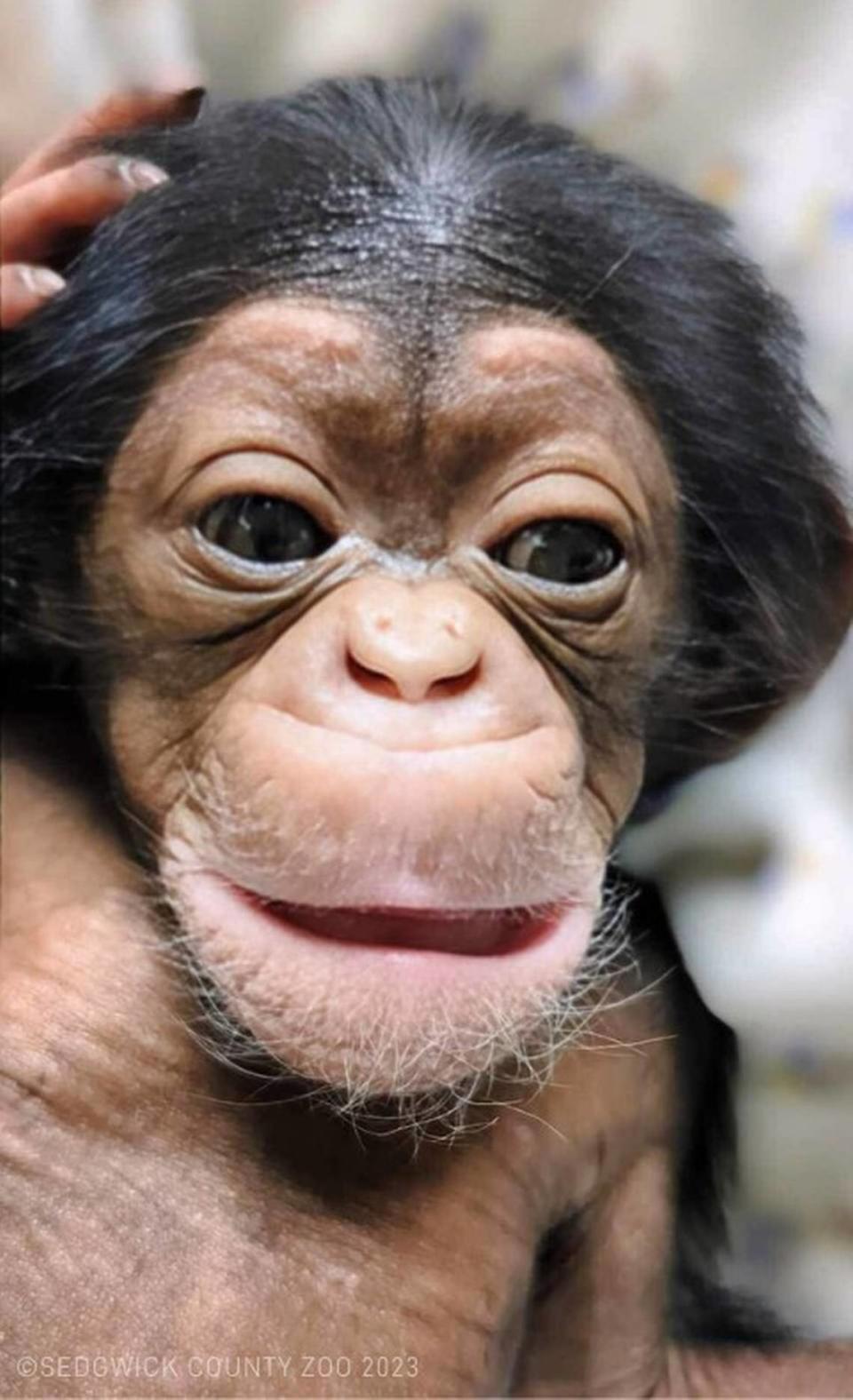 Baby Alizeti is helping the hearts of zoo staff still mourning last year’s death of 5-week-old chimp Kucheza.