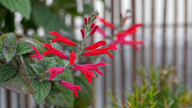 Pineapple sage plants offer a pleasantly fragrant scent.