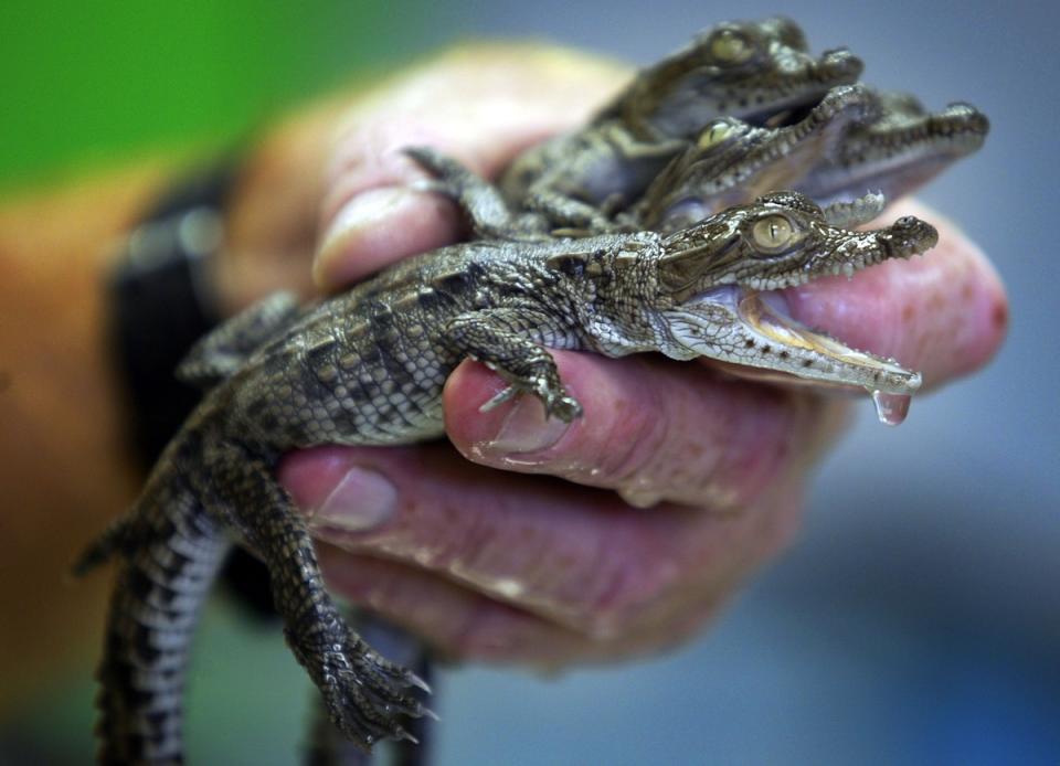 Baby crocs