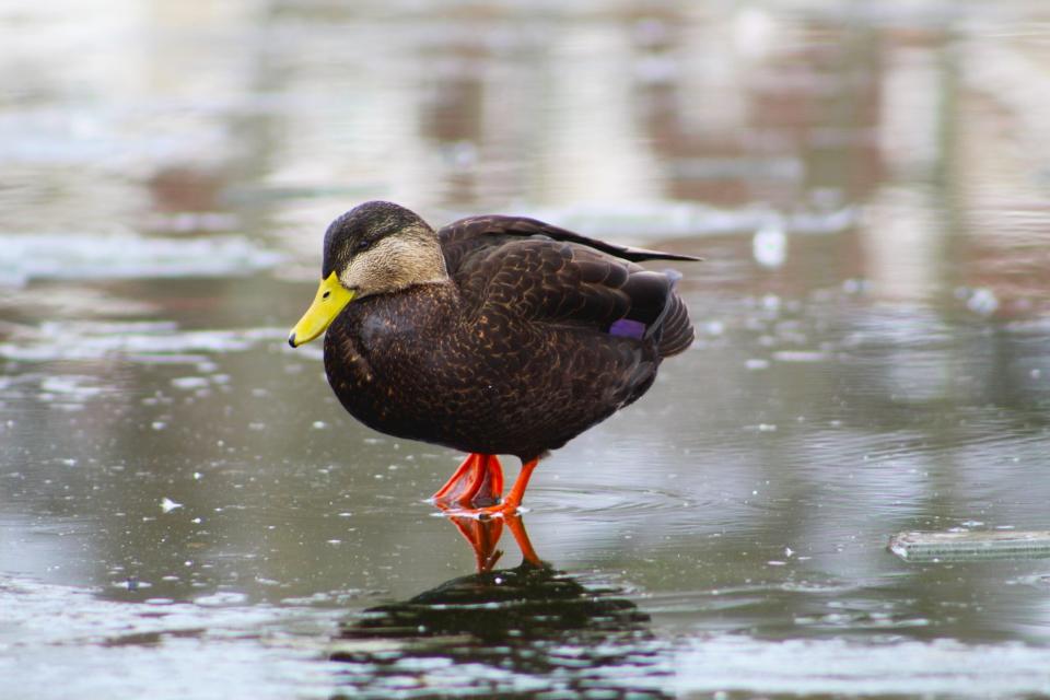 Although their breeding numbers have stabilized, black ducks are still below their long-term population goals.