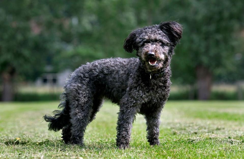 pumi smallest dog breeds