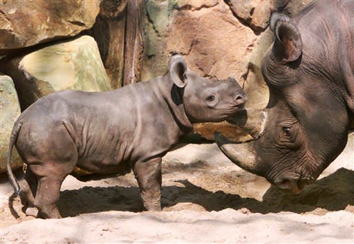 A baby Rhino and it's mother play at a zoo in Hannover, Germany. Jochen Luebke/dapd/APJochen Luebke/dapd