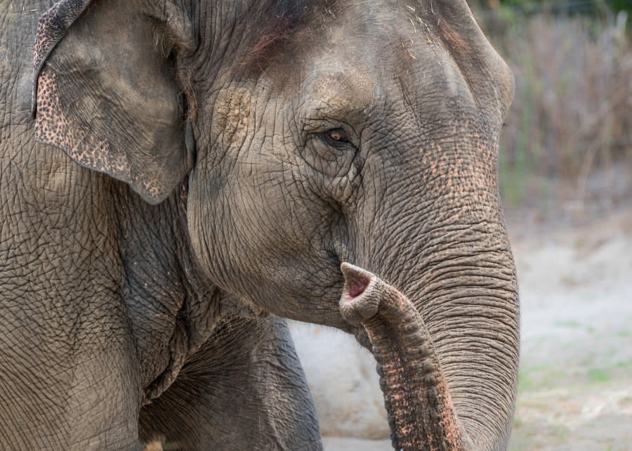 Shaunzi, a 53-year-old Asian elephant at the Los Angeles Zoo, is shown in this undated photo. The elephant was humanely euthanized on Jan. 3, 2024, after she was found on the ground in her habitat and was unable to get back up. (Los Angeles Zoo)