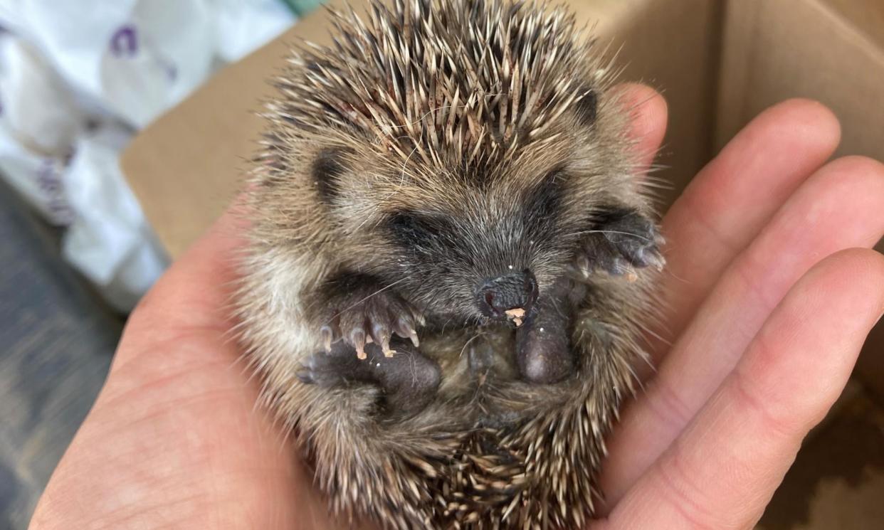 <span>‘I played ambulance to Bertie, scooping him up and driving him to my local rescue.’</span><span>Photograph: Kate Bradbury</span>