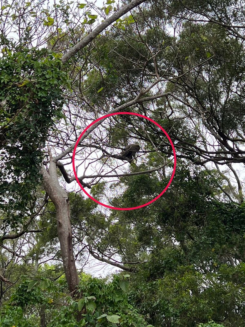 胡先生目擊狒狒遭當地約3隻野狗追趕，一度嚇得爬高到樹上躲避攻擊。（圖／楊梅胡先生提供）