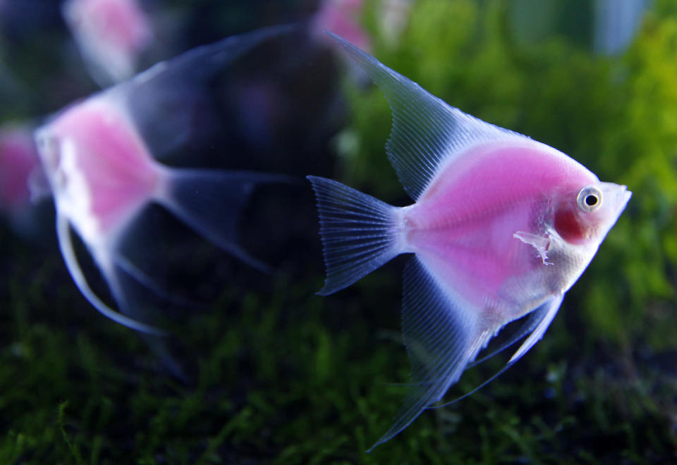 Genetically engineered angelfish (Pterophyllum) glow in a tank during a news conference before the 2012 Taiwan International Aquarium Expo in Taipei November 7, 2012. The fish, which are the world's first pink fluorescent angelfish and can view without blacklight, were created by a joint project between Taiwan's Academia Sinica, National Taiwan Ocean University and Jy Lin, a private biotechnology company, according to the organizer. The 2012 Taiwan International Aquarium Expo will be held at Taipei World Trade Center Nangang Exhibition Hall from November 9 to 12. REUTERS/Pichi Chuang (TAIWAN - Tags: ANIMALS SOCIETY SCIENCE TECHNOLOGY)