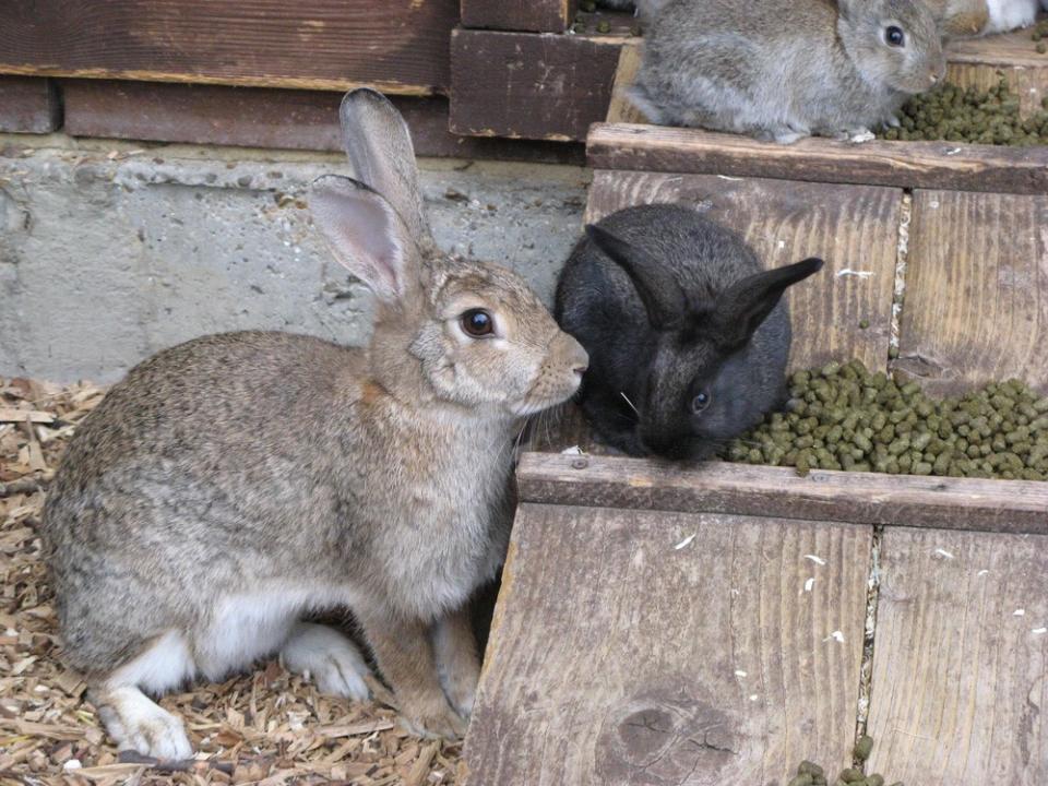 <p><span>Battersea Park Zoo has a ton of funtivities on for kids during the Easter break, including Easter Bunny Day. Where kids can make their very own rabbit ears and meet real bunnies.<br></span><br></p><p><span><i>Event takes place 11-14 April. Find out more</i><a rel="nofollow noopener" href="http://www.batterseaparkzoo.co.uk/" target="_blank" data-ylk="slk:here.;elm:context_link;itc:0;sec:content-canvas" class="link "><span><i> here.</i></span></a></span> </p>