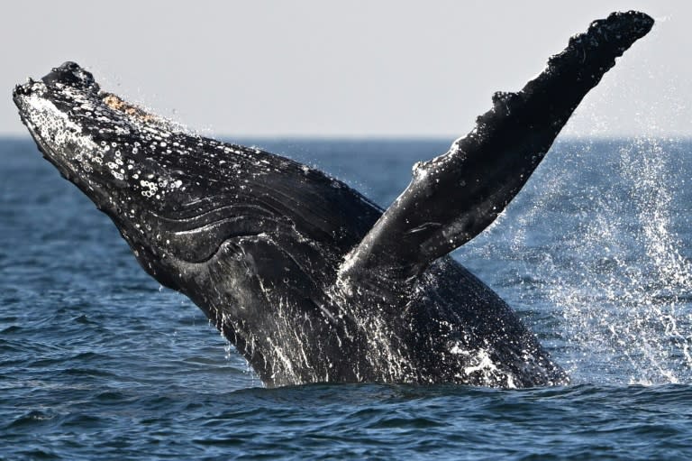 Una ballena jorobada salta frente a las costas de Niteroi, Rio de Janeiro, el 20 de junio de 2024. (MAURO PIMENTEL)