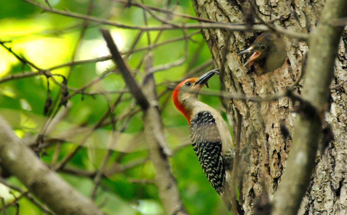A red-bellied woodpecker feeds its young in the nest hole of a sweet gum tree in northeast Charlotte.