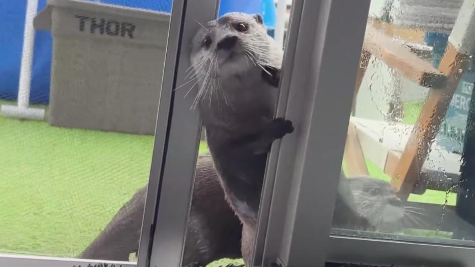 An otter opens a screen door for him and his pal with his own little otter hands.