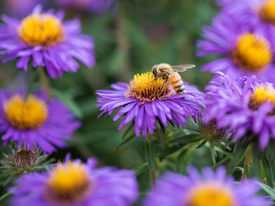 lilac aster flowers and bee