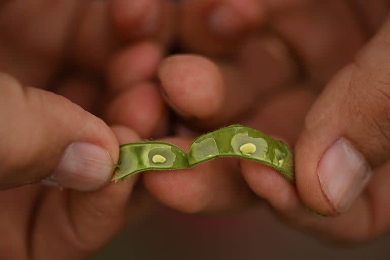 En soja se agravaron los efectos de la sequía sobre la producción del grano, que perdió rinde y calidad