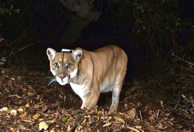 The mountain lion known as P-22, photographed in the Griffith Park area near downtown Los Angeles in 2014.