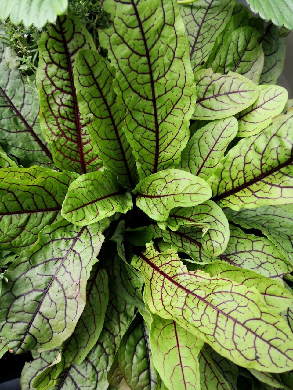 8) Sorrel