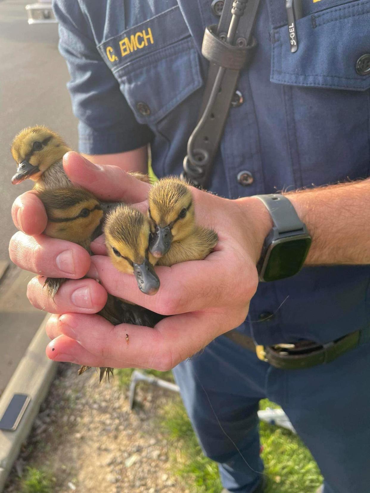 Stow firefighters rescued 13 ducklings from a storm drain Wednesday evening and returned them to their mother.