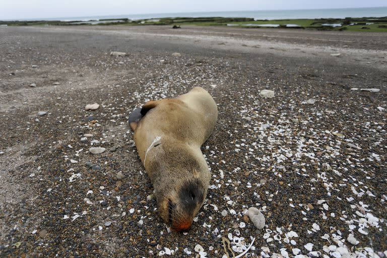 Expertos sanitarios confirman que la gripe aviar está matando a lobos marinos a lo largo de la costa argentina
