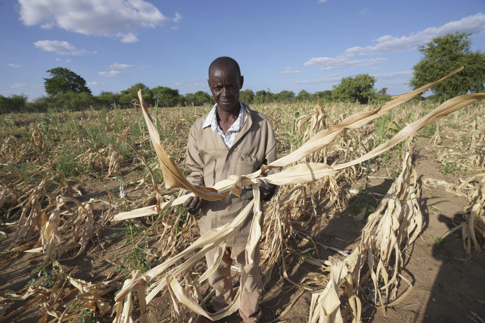 James Tshuma, a small scale farmer, holds a dried up maize crop in his field in Mangwe district, Zimbabwe, Friday, March 22, 2024. Tshuma has lost hope of harvesting anything from his fields. But a patch of green vegetables is thriving in a small garden the 65-year-old is keeping alive with homemade organic manure and fertilizer. (AP Photo/Tsvangirayi Mukwazhi)