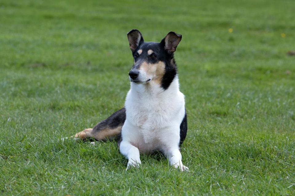 Photo credit: Lisa Croft-Elliott/The Kennel Club