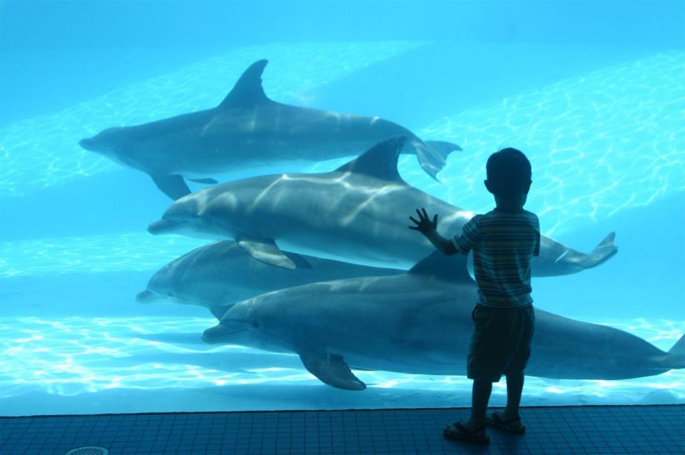 The Texas State Aquarium is one of the must-see sites in Corpus Christi.