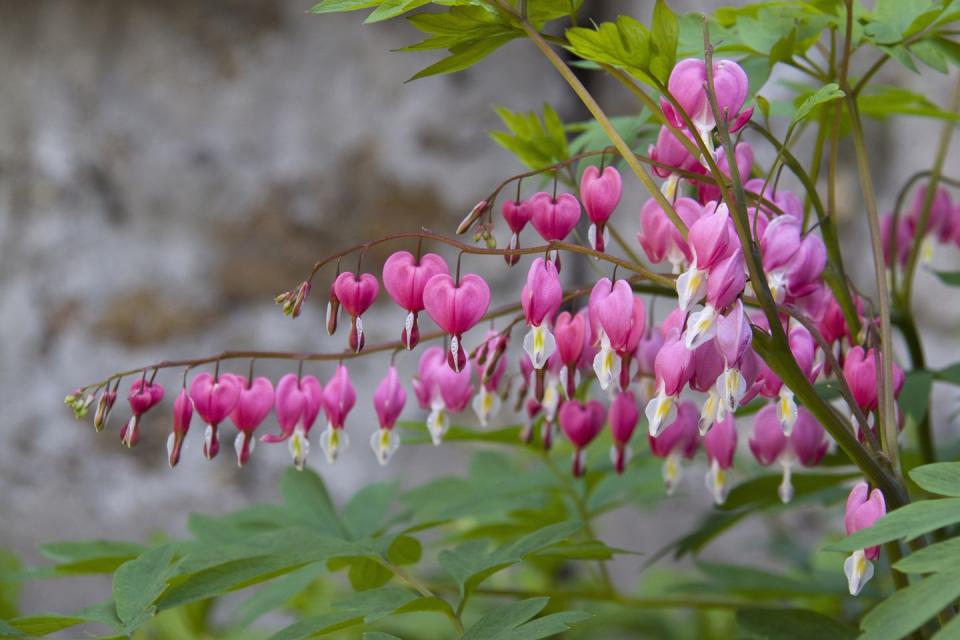 11) Bleeding Heart