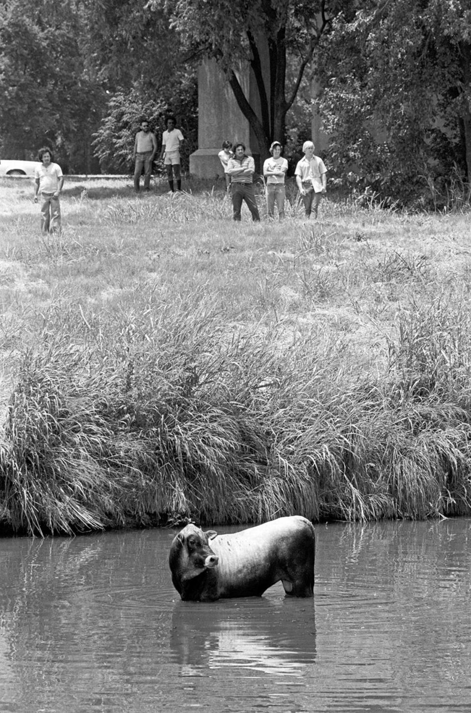 July 11, 1980: The Trinity River under the Lancaster Street Bridge was the coolest spot this bull could find after jumping a fence near Will Rogers Coliseum in Fort Worth. The bull spent over an hour in the river, then moved to Trinity Park before it was captured. Rodger Mallison/Fort Worth Star-Telegram archive/UT Arlington Special Collections