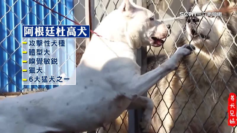 咬傷黃小姐的狗就是阿根廷杜高犬，屬於攻擊性犬種。（圖／翻攝自養犬兄妹）