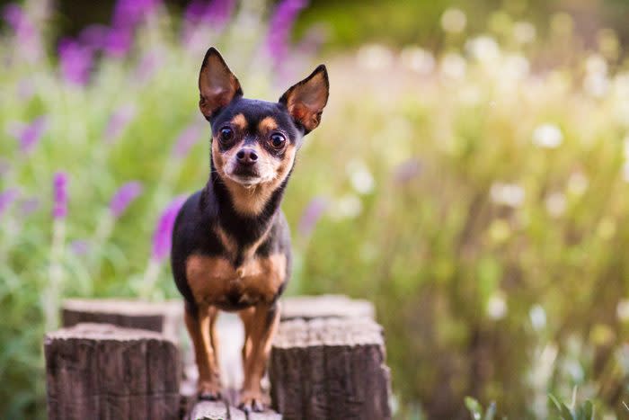 A chihuahua standing on top of a wooden fence against a diffuse background of flowers and greenery.