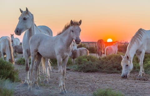 A herd of Camargue Horses - Credit: Getty