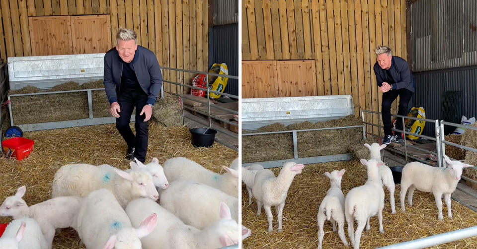 Gordon Ramsay has been slammed on TikTok after sharing a video of himself with some lambs that some say 'crossed the line'. Photo: TikTok/Gordon Ramsay