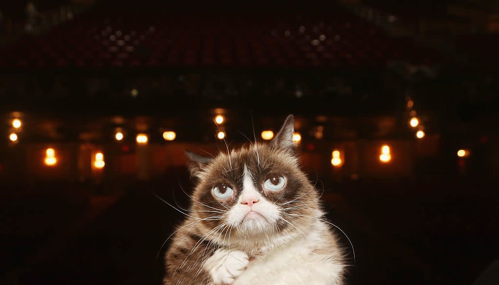 Grumpy Cat dies aged seven: 'Some days are grumpier than others', Internet