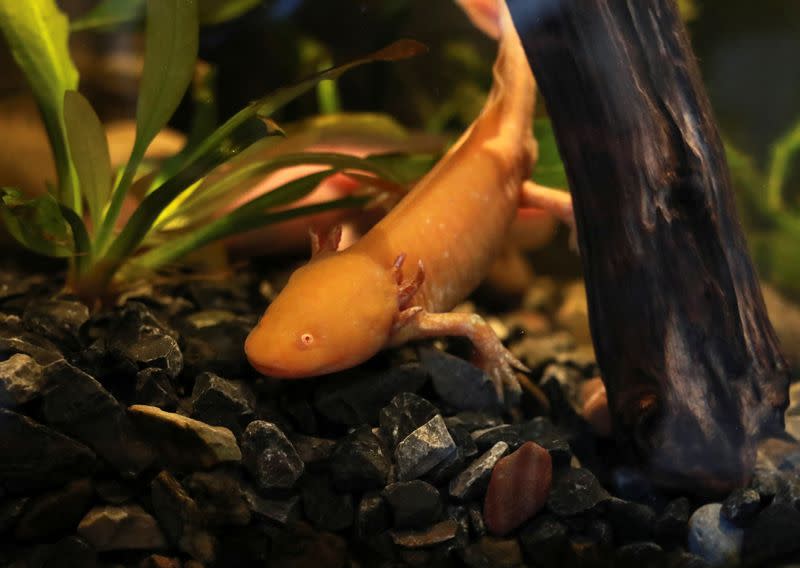 Mexico City opens axolotl museum at Chapultepec Zoo