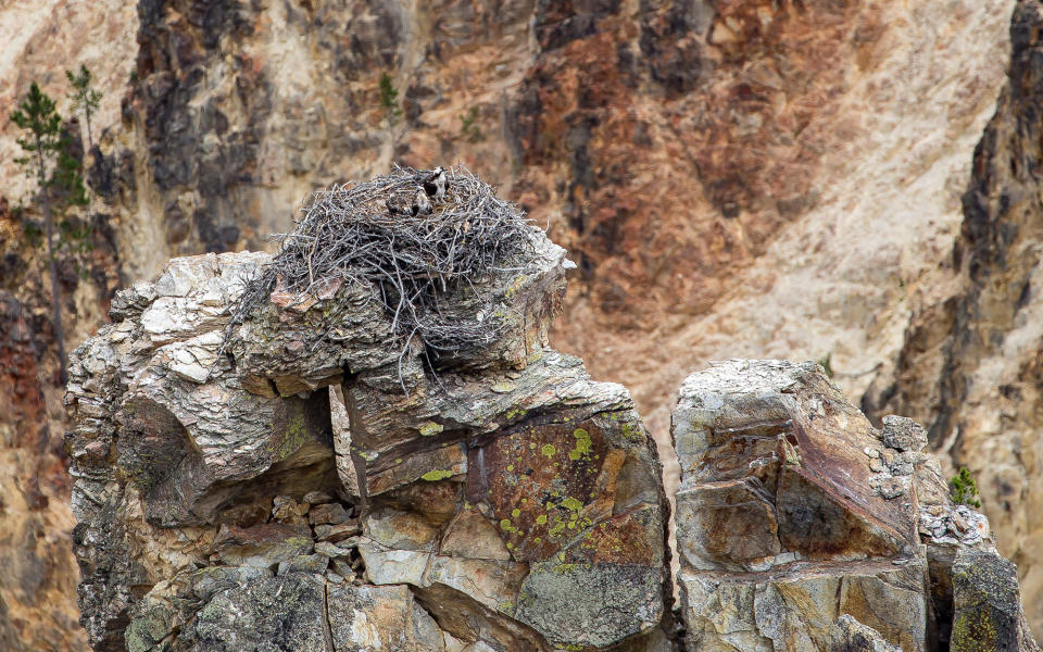 Go bird-watching at Pinnacles