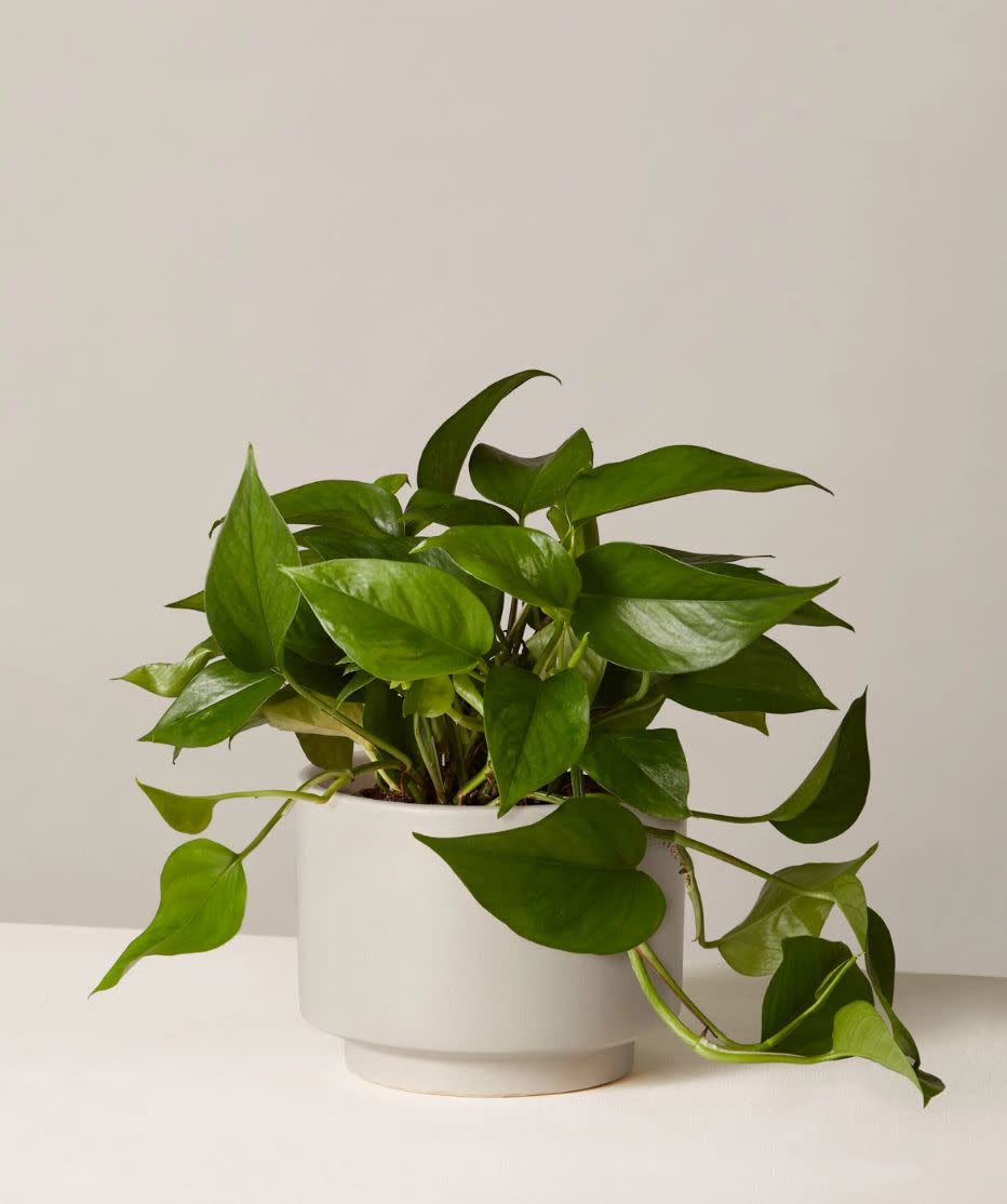 The vines on the porthos are supposed to grow quickly, so you'll have a lush-looking plant in no time.&nbsp;<a href="https://fave.co/30fG0y2" target="_blank" rel="noopener noreferrer"><strong>Originally $50, get it now for $38</strong></a>. (Photo: The Sill)