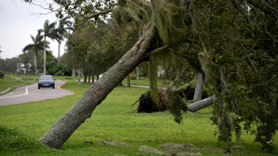 A car drives down El Conquistador Parkway in Bradenton where a line of trees fell down following Hurricane Ian on Sept. 29, 2022.