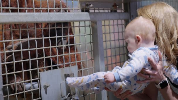 PHOTO: Zoe, an orangutan at the Metro Richmond Zoo, had to be taught by zookeepers how to breastfeed her baby boy. (Courtesy of Metro Richmond Zoo)