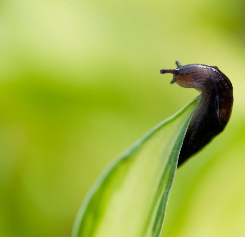 Tiny slug on hosta leaf