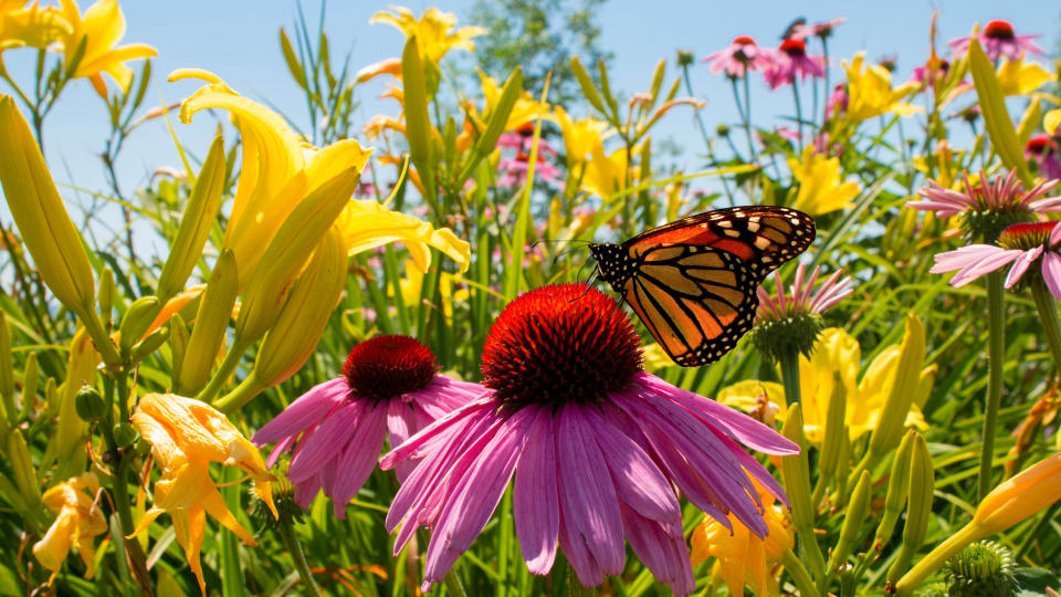 A butterfly resting on wildflowers