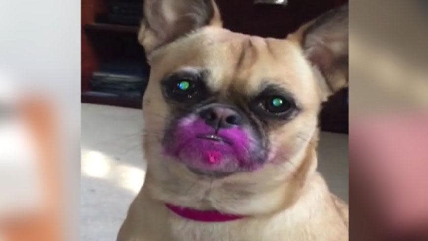 WATCH: Pooch just wants to try a fabulous new look